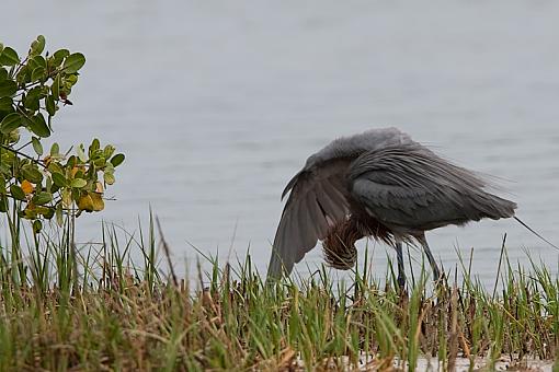 not a heron ?-_a3p3341.jpg