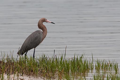 not a heron ?-_a3p3367.jpg