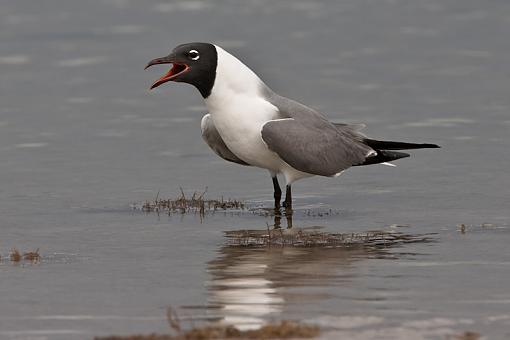 Gull, laughing and flying-_a3p3902.jpg