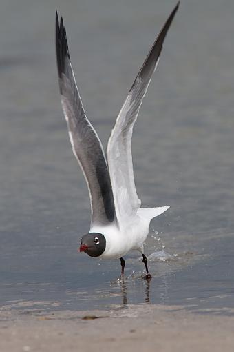 Gull, laughing and flying-_a3p3868.jpg