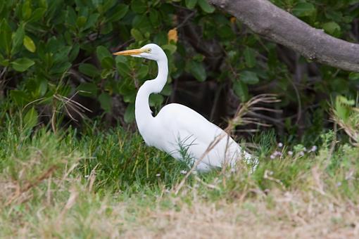 Great Egret?-_a3p3296.jpg