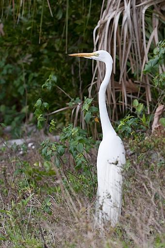 Great Egret?-_a3p3373.jpg