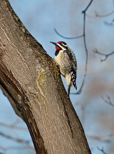 Yellow Bellied Sap Sucker-ybss-3.jpg