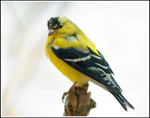 Goldfinches are almost gold...-dsc09829_edited-1-copy.jpg