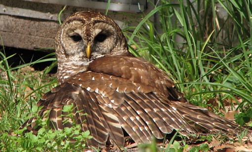 Barred Owl-img_5178_2.jpg