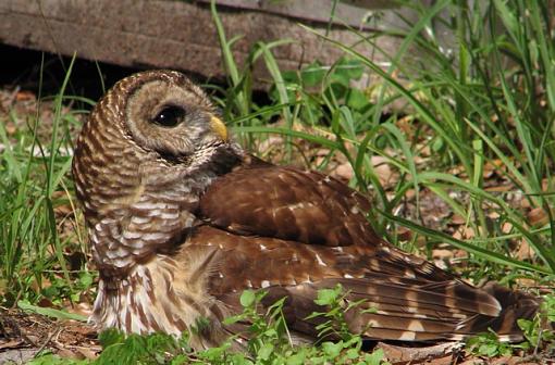 Barred Owl-img_5208_5.jpg