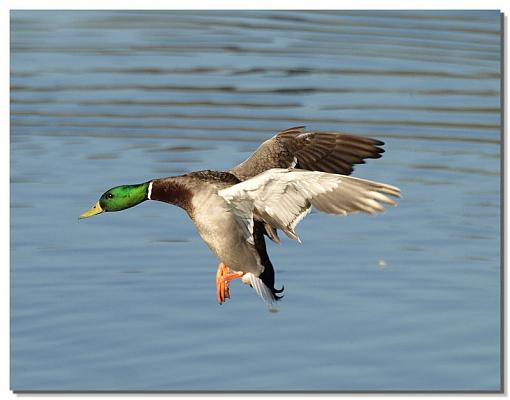 Local Pond-duck2.jpg