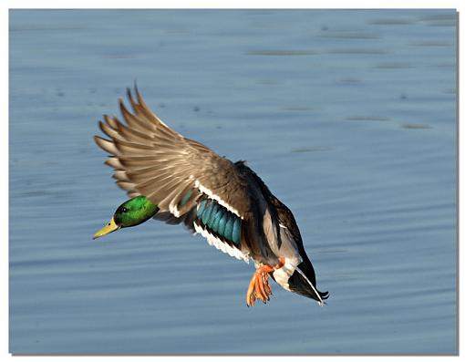 Local Pond-duck.jpg