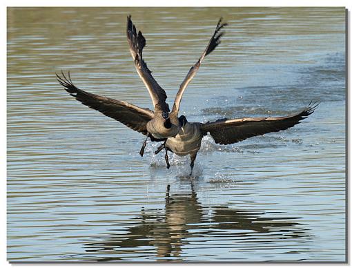 Local Pond-goose.jpg