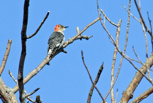 Spring 2009 Bird ID Thread.-whatisit_1.jpg