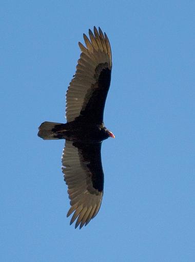 Turkey Vulture-turkeyvulture_1.jpg