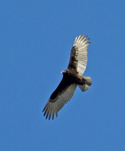 Turkey Vulture-turkeyvulture_2.jpg