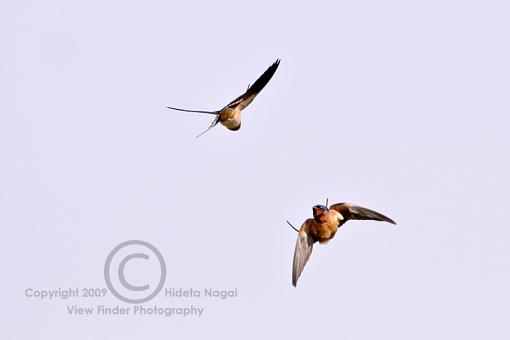 Barn Swallow - First of the Season-barn-swallow.jpg