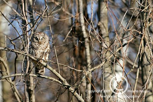 Payoff Finally After 2-1/2 Years-barred-owl-1.jpg