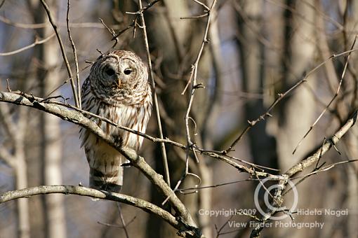 Payoff Finally After 2-1/2 Years-barred-owl-2.jpg