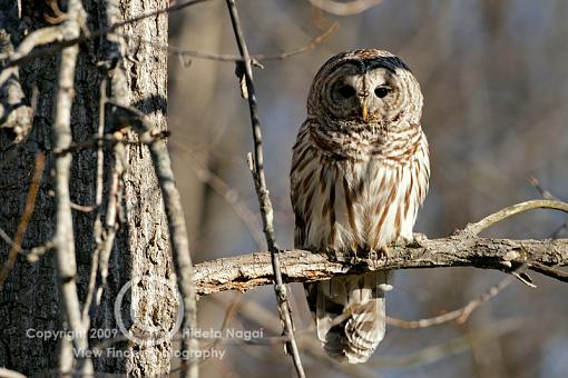 Payoff Finally After 2-1/2 Years-barred-owl-3.jpg