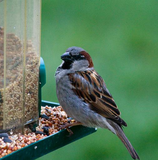 First feeder shots-feeder_2.jpg