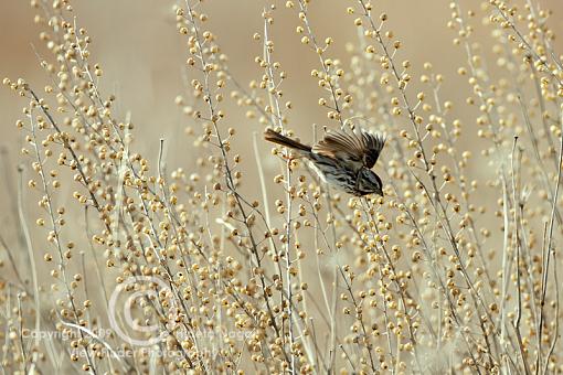 Miscellaneous Little Birdies-sparrow-2.jpg