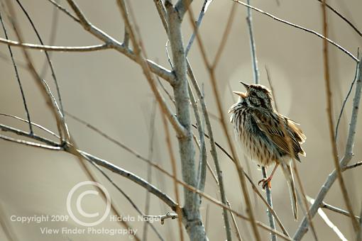 Miscellaneous Little Birdies-sparrow-3.jpg