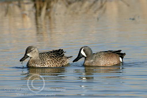 Miscellaneous Waterfowl-bw-teal.jpg