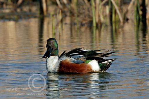 Miscellaneous Waterfowl-northern-shoveler.jpg