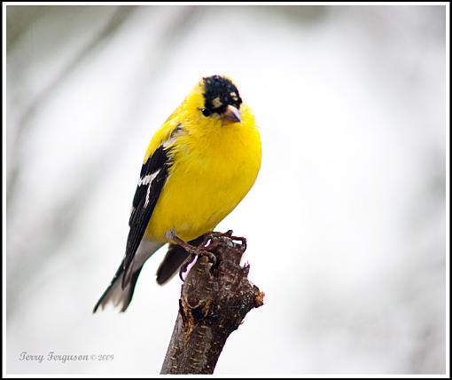 Goldfinches are almost gold...-dsc09895_edited-2.jpg