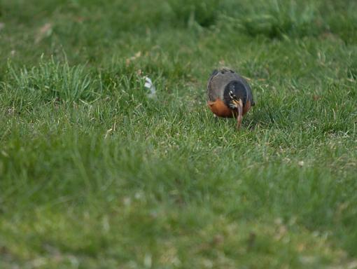 Lunch  time at the Robin's nest-robin-6.jpg