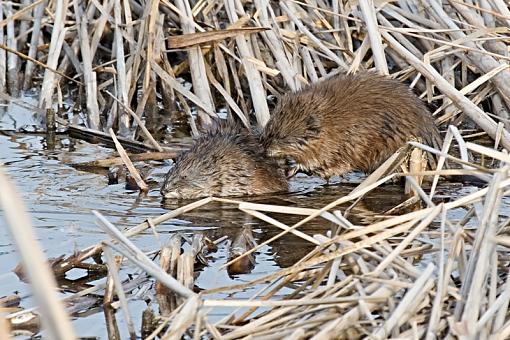 Muskrat love?-muskrat-love.jpg