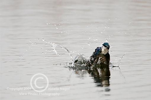 Swallow Behavior 1 - Bathing-swallow-behavior-1-.jpg