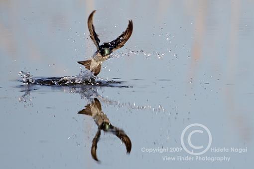 Swallow Behavior 1 - Bathing-swallow-behavior-1-b.jpg