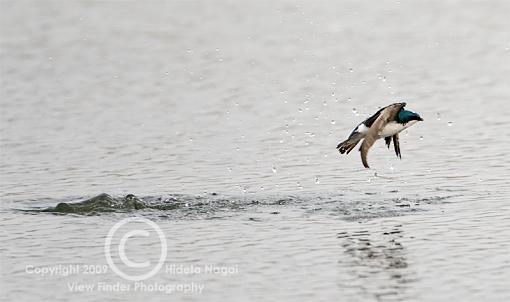 Swallow Behavior 1 - Bathing-swallow-behavior-1-c.jpg