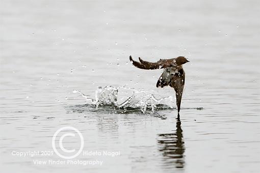 Swallow Behavior 1 - Bathing-swallow-behavior-1-d.jpg