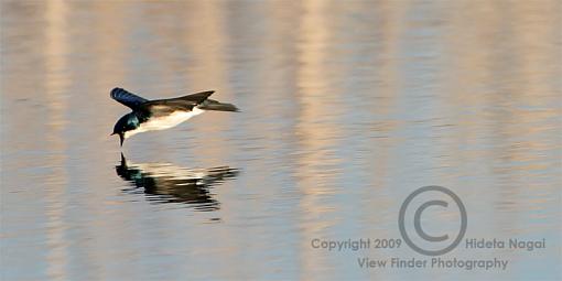 Swallow Behavior 2 - Drinking-swallow-behavior-2-.jpg