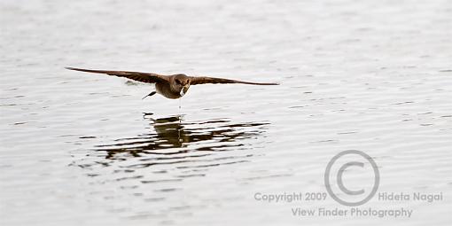 Swallow Behavior 2 - Drinking-swallow-behavior-2-b.jpg