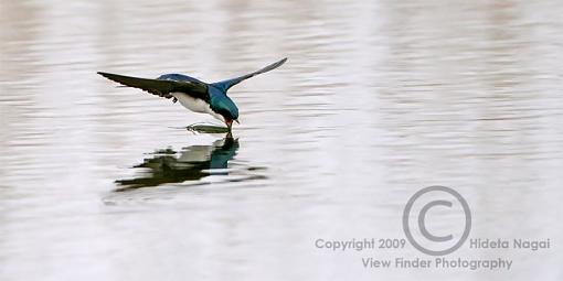 Swallow Behavior 2 - Drinking-swallow-behavior-2-c.jpg