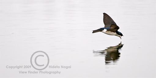 Swallow Behavior 2 - Drinking-swallow-behavior-2-d.jpg