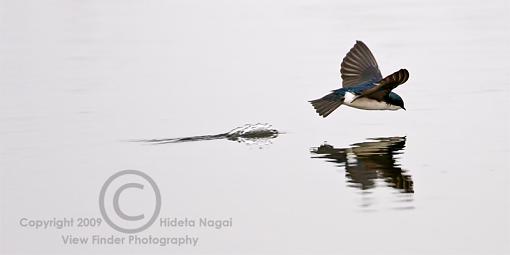 Swallow Behavior 2 - Drinking-swallow-behavior-2-e.jpg