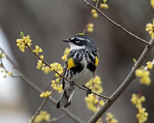 Spring 2009 Bird ID Thread.-6216w.jpg