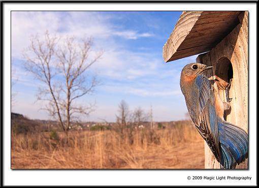 Another Bluebird-crw_4418.jpg