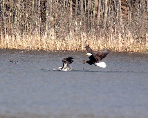 Spring 2009 Bird ID Thread.-6770w.jpg