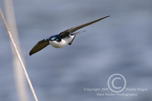 BIF Phototip-swallows-flight-1.jpg