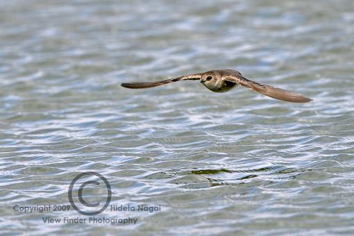 BIF Phototip-swallows-flight-2.jpg