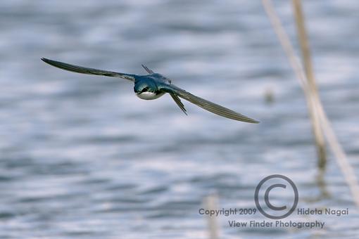 BIF Phototip-swallows-flight-3.jpg