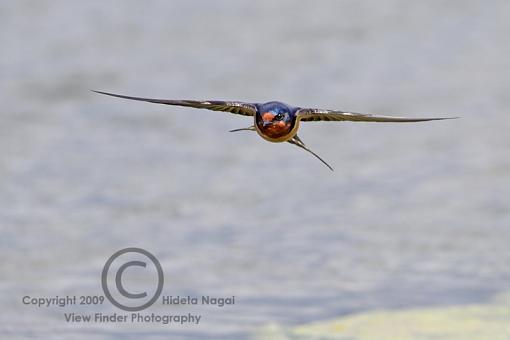 BIF Phototip-swallows-flight-4.jpg