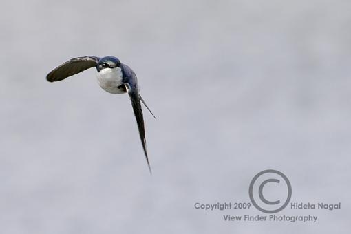 BIF Phototip-swallows-flight-5.jpg