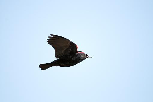 Red-winged Black Bird in Flight-red-winged-black-bird-flight.jpg