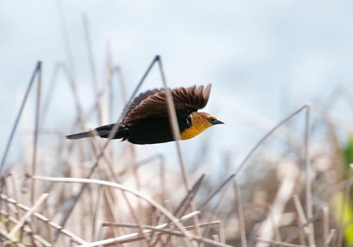 Yellow-headed black bird-yellow-headed-black-bird.jpg