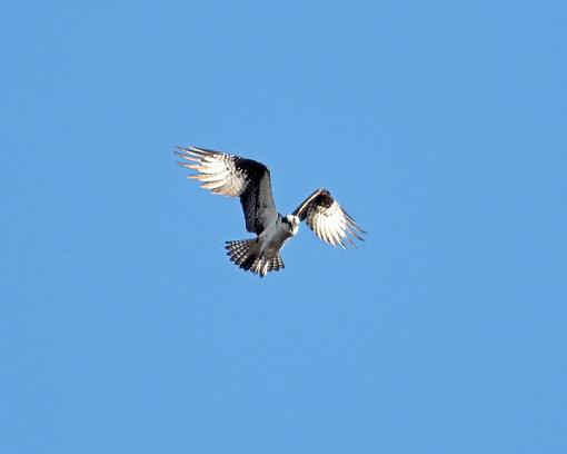 Bird in Flight Question-6756w.jpg