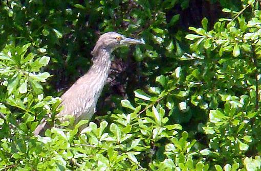 Spring 2009 Bird ID Thread.-heron-pond-4-25-09.jpg