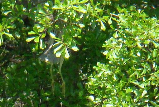 Spring 2009 Bird ID Thread.-heron-bif-pond-4-25-09.jpg